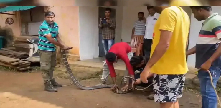 11ft King Cobra rescued from house