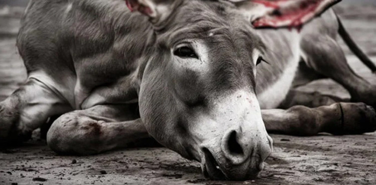 Landlords chop off donkey’s legs in Punjab