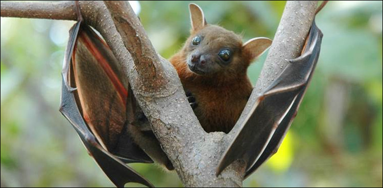 Nipah virus takes life of one in India’s Kerala