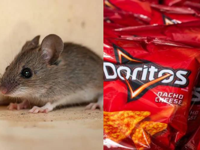 Stanford Experiment Reveals How Doritos Food Dye Turns Mice Transparent